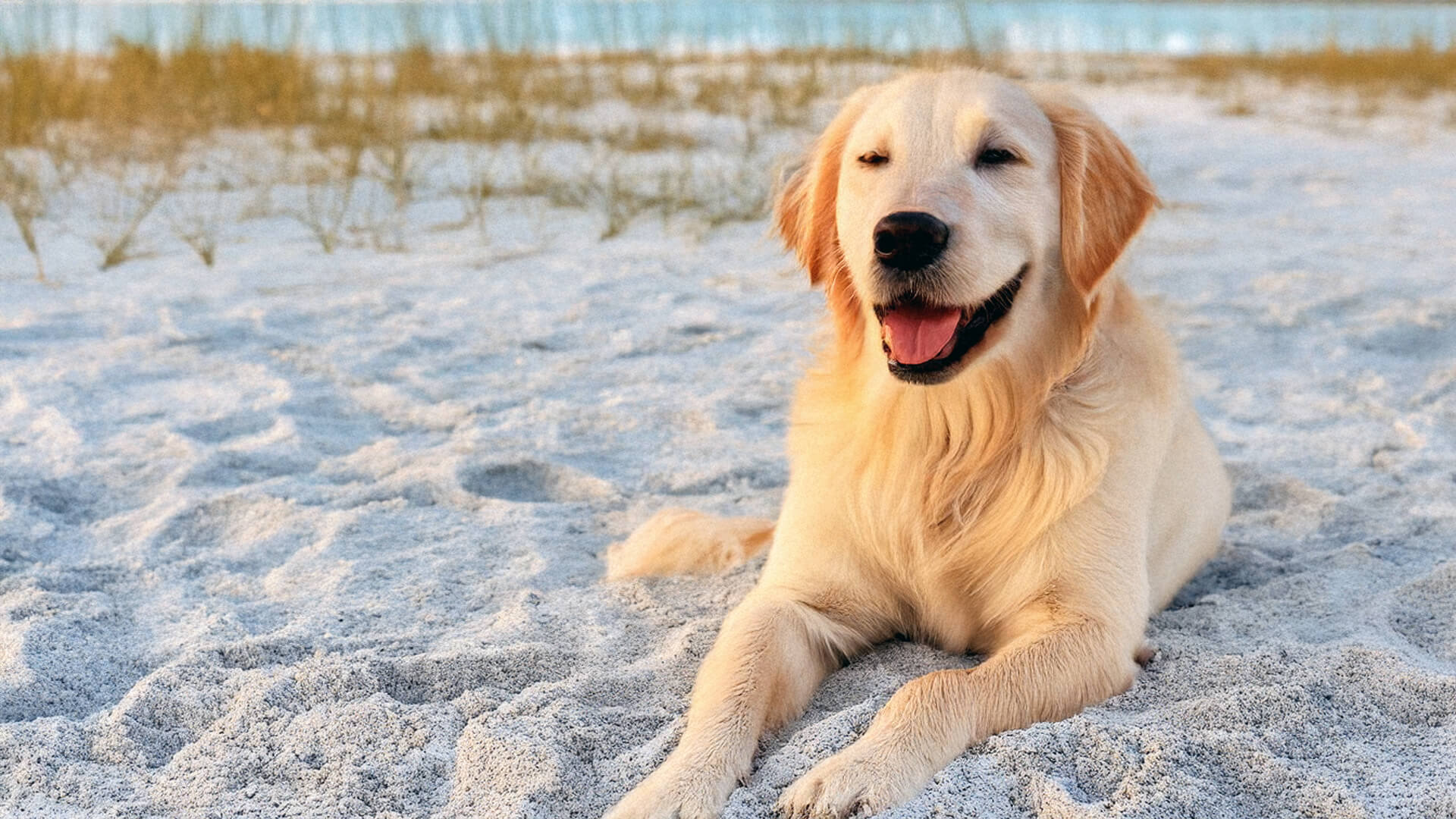 Pet Friendly Vacation Rentals - Sanibel Captiva